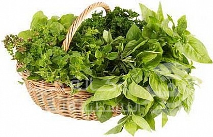 أعشاب للتخلص من الباعوض والناموس