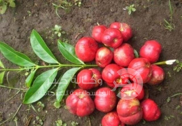 مصل لعلاج السرطان ...