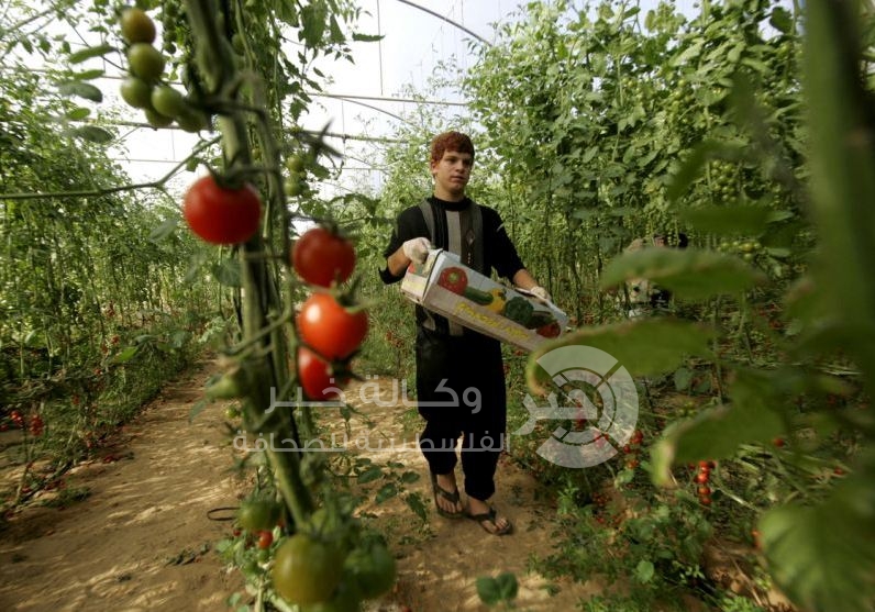 بالضفة: كيلو البندورة بـ 12 شيكل!