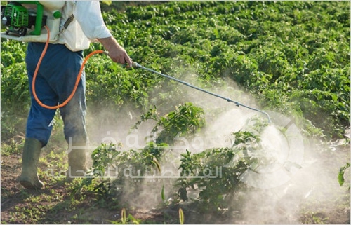 باحثة فلسطينية من غزة تنتج مبيد فطري محلى الصنع يتداول بالسوق