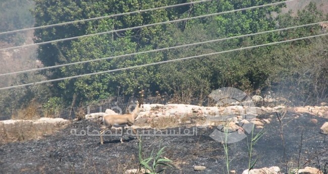 يديعوت: شبان فلسطينيون يحرقون ألف دونم من غابات القدس