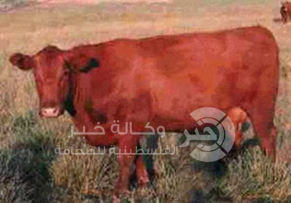 ترقبوا ميلاد العجلة الحمراء