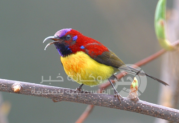 البيئة : يوم الخامس من آذار يوم وطنياً بيئياً وعنوان لحرية شعبنا