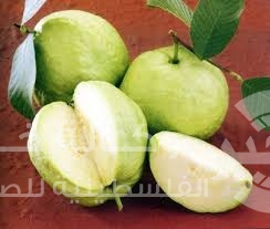 فوائد الجوافة للحامل