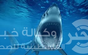 سائح الماني قتل في هجوم لقرش علي ساحل البحر الاحمر