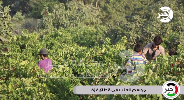 بالفيديو : موسم العنب في غزة "أفضل وأجود الأنواع .. زراعة تورث من جيل إلى جيل "