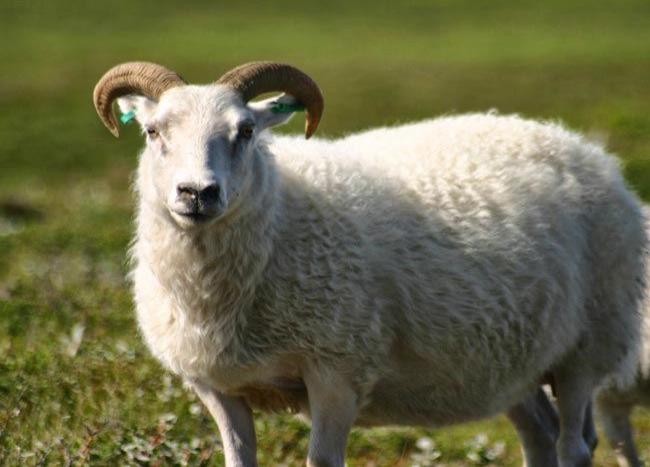 هل على الحاج أضحية غير التي يذبحها في الحج؟