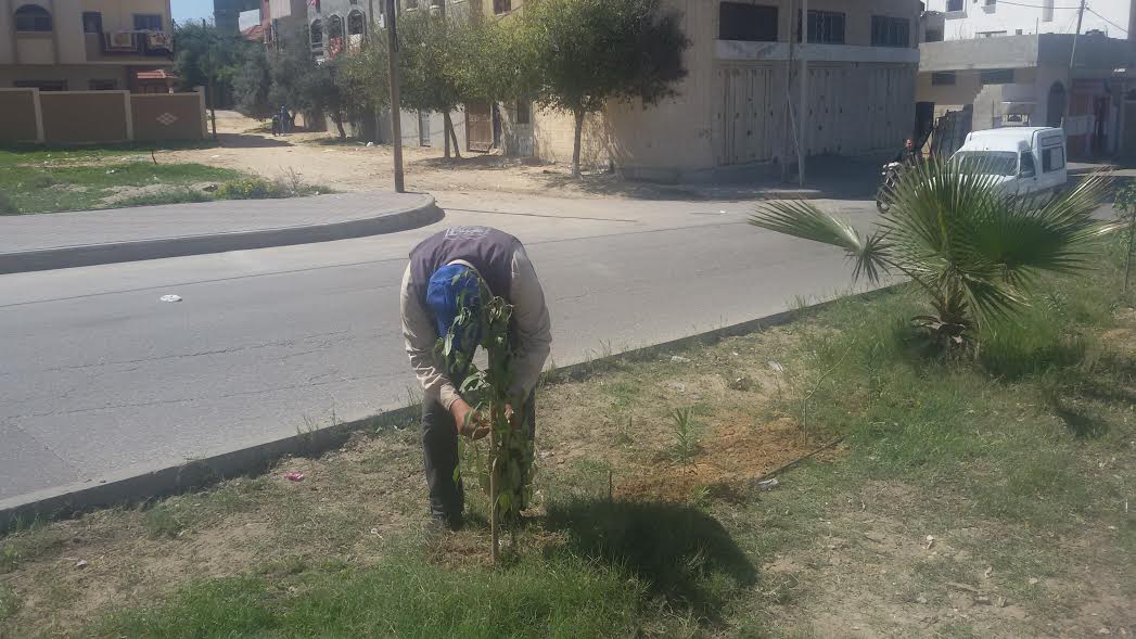 بالصور: تشجير  شارع عون الشوا جنوب مدينة غزة