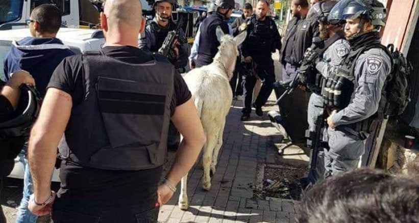 الاحتلال يحتجز حماراً بـ"القدس المحتلة"