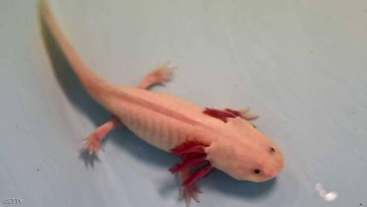 أمل جديد لعلاج الشلل.. والسر في 'السلمندر'